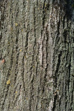 Gümüş kireç kabuğu detayı - Latince adı - Tilia tomentosa