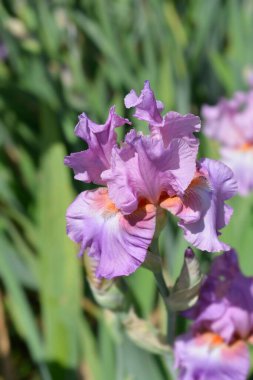 Uzun sakallı iris İranlı böğürtlen çiçeği - Latince adı - Iris barbata elatior Persian Berry