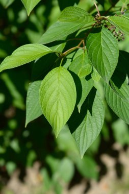 Beyaz köpek ağacı yaprakları - Latince adı - Cornus alba