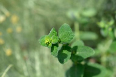 Ananas nane yaprakları - Latince adı - Mentha suaveolens