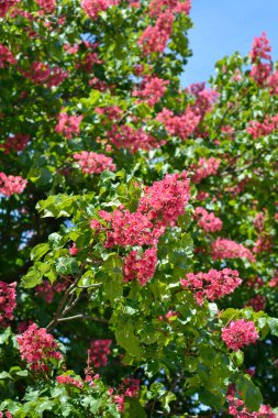 Red horse chestnut tree - Latin name - Aesculus x carnea