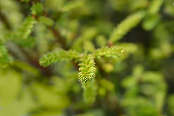 Yew Rushmore Branches Spring Latin Name Taxus Baccata Rushmore — Stock Photo, Image