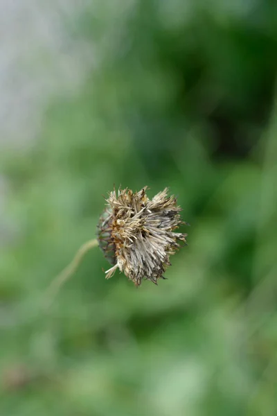 単一花のウマギの種子頭 ラテン語名 Klasea Lycopifolia — ストック写真