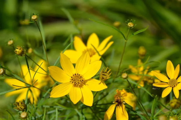 Цветущие Желтые Цветы Клещей Латинское Название Coreopsis Verticillata — стоковое фото