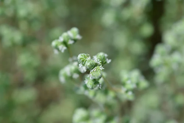 Kleine Blüten Aus Majoran Lateinischer Name Origanum Majorana — Stockfoto