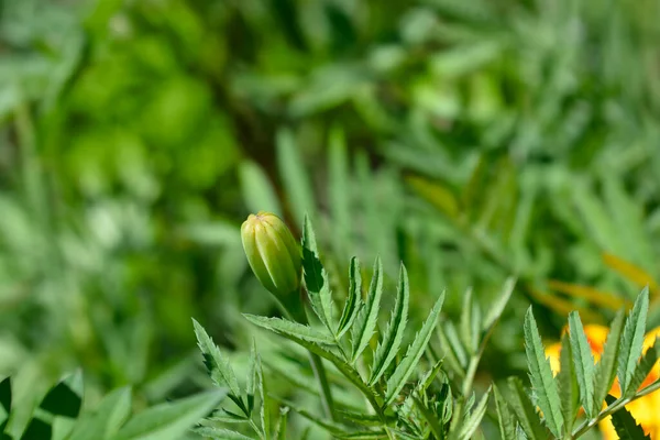 Fransız kadife çiçeği çiçeği tomurcuğu - Latince adı - Tagetes patula Linnaeus