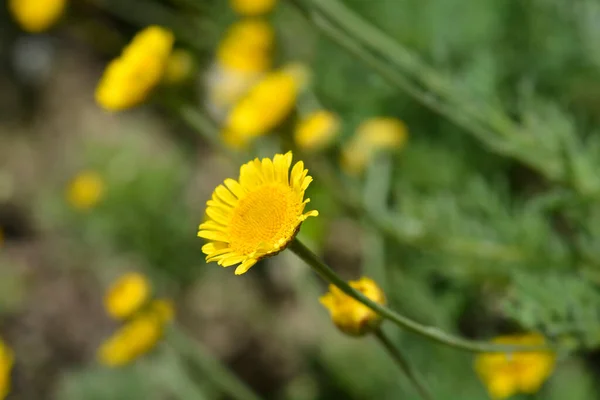 Żółty Kwiat Rumianku Nazwa Łacińska Cota Tinctoria — Zdjęcie stockowe