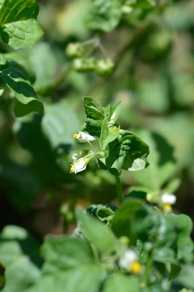 European Black Nightshade Latin Name Solanum Nigrum — Stock Photo, Image