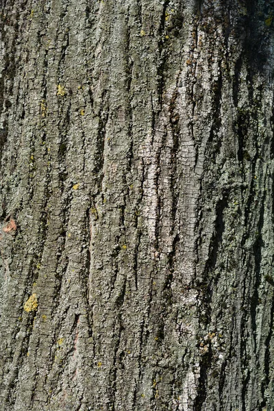 Silver Lime Bark Detail Latin Name Tilia Tomentosa — Stock Photo, Image