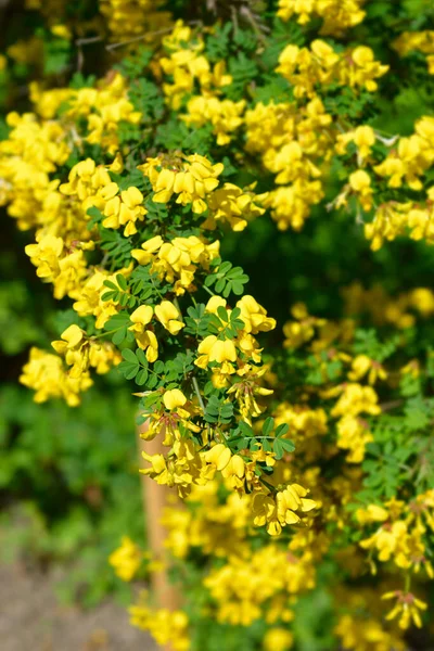 Ветчатообразная Ветвь Корониллы Желтыми Цветками Латинское Название Hippocrepis Emerus Subsp — стоковое фото