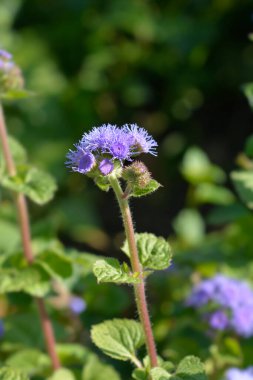 Diş ipi çiçeği - Latince adı - Ageratum houstonianum