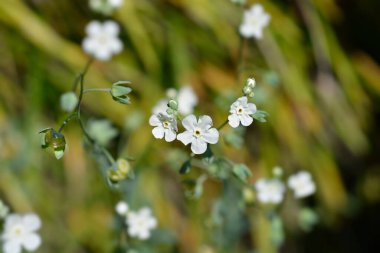 Venüs göbek otu küçük çiçekler - Latince adı - Omphalodes linifolia