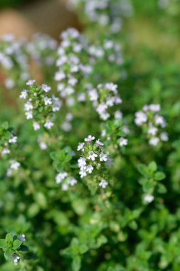 Limonlu Thyme küçük çiçekleri - Latince adı - Thymus x citriodorus
