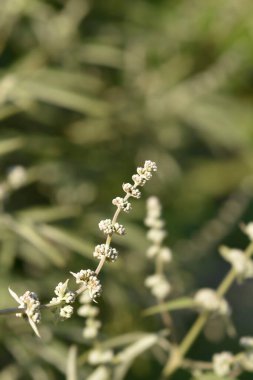 Çiçek tomurcukları olan saf leylak dalı - Latince adı - Vitex agnus-castus