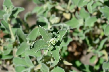 Jerusalem sage flower bud - Latin name - Phlomis fruticosa