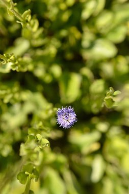 Genel globularia çiçeği - Latince adı - Globularia punctata