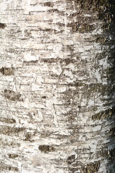 幼龄桦树树皮的细部 拉丁文名 幼龄白桦树 — 图库照片