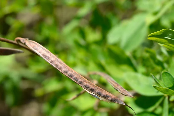 False Lupine Brown Seed Pods Latin Name Thermopsis Lanceolata — Stockfoto