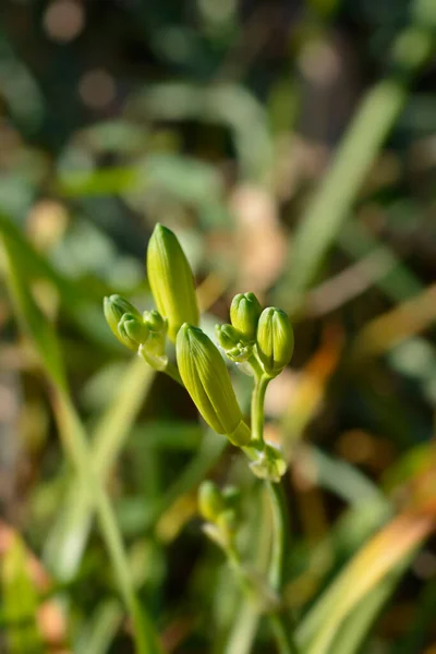 Daylily Stella Oro Flower Buds Latin Name Hemerocallis Stella Oro — Stock Photo, Image