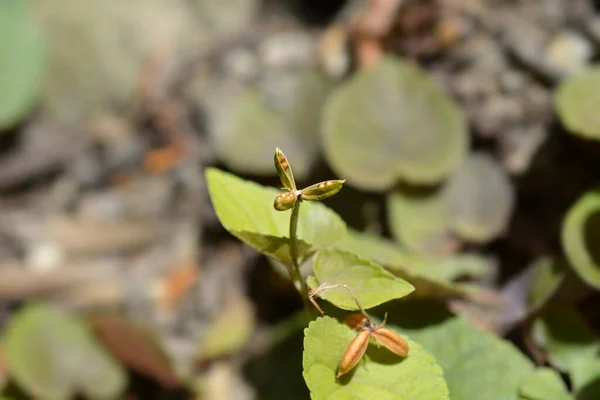 Labrador Viola Seed Pods Латинское Название Viola Labradorica — стоковое фото