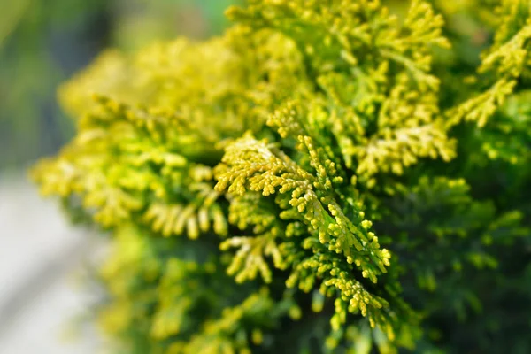 Dwarf Golden Hinoki Cypress Branches Latin Name Chamaecyparis Obtusa Nana — Stock Photo, Image