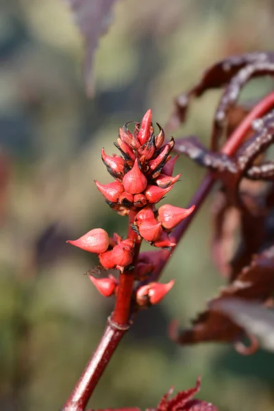 Rizinusöl Pflanze Carmencita Blütenknospen Lateinischer Name Ricinus Communis Carmencita — Stockfoto