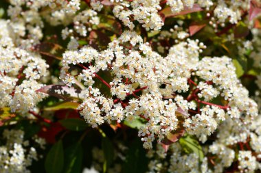 Photinia Red Robin çiçekleri - Latince adı - Photinia Red Robin