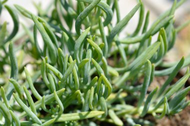 Kilimanjaro sulu yaprakları - Latince adı - Senecio Kilimanjaro