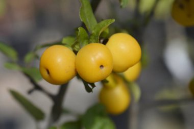 Yaban Arısı - Latince adı - Malus x zumi Altın Yaban Arısı