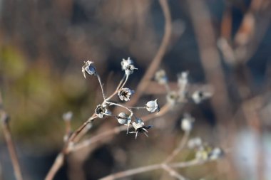 Slender Deutzia kuru tohum kabukları - Latince adı - Deutzia gracilis