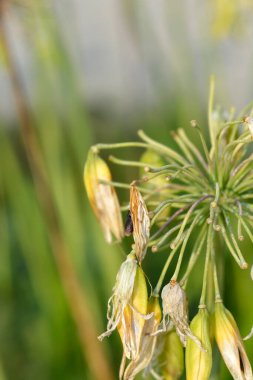 Afrika zambağı tohumları - Latince adı - Agapanthus africanus