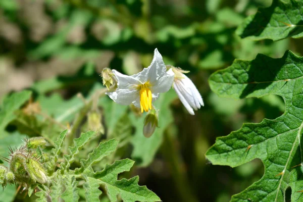 Przyklejone Kwiaty Jagodowe Łacińska Nazwa Solanum Sisymbriifolium — Zdjęcie stockowe