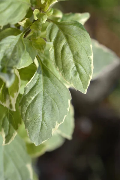 Basil Pesto Perpetuo Variegated Leaves Nama Latin Ocimum Citriodorum Pesto — Stok Foto
