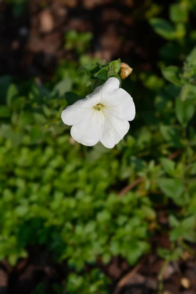 Duży Biały Kwiat Petunii Łacińska Nazwa Petunia Axillaris — Zdjęcie stockowe