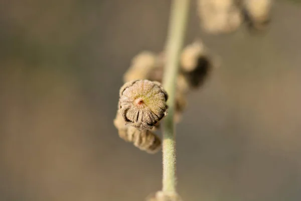 stock image Common marsh mallow seeds - Latin name - Althaea officinalis