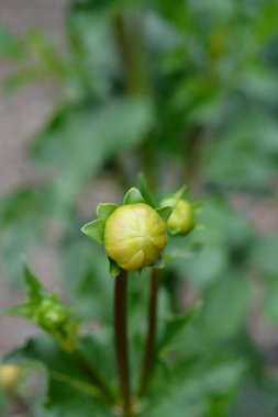 Dahlia Vassio Meggos çiçeği tomurcuğu - Latince adı Dahlia Vassio Meggos