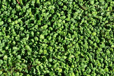 Böbrek otu yaprakları - Latince adı - Dichondra pişman