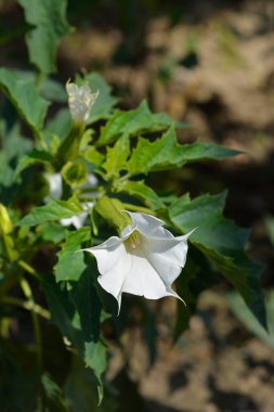Dikenli elma çiçeği - Latince adı - Datura stramonyumu