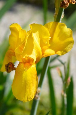 Uzun sakallı iris kraliyet çiçeği Latince adı Iris barbata elatior kraliyet hükümdarı.