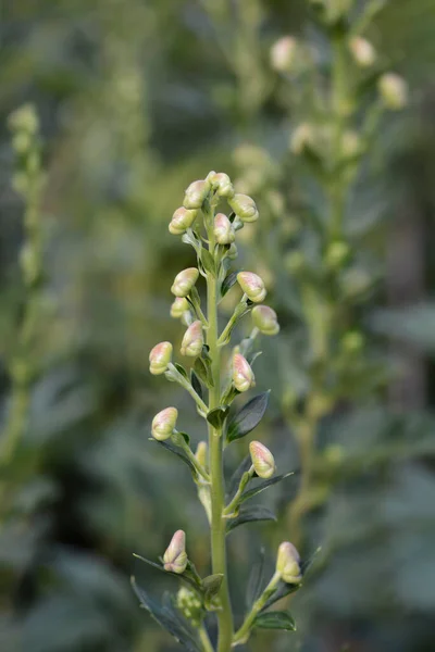 Variegated Monkshood Flower Buds Latin Name Aconitum Variegatum — Stock Photo, Image