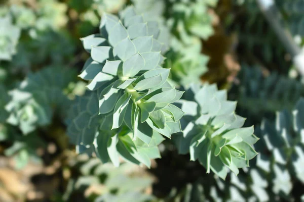 Φύλλα Μυρτιάς Λατινική Ονομασία Euphorbia Myrsinites — Φωτογραφία Αρχείου