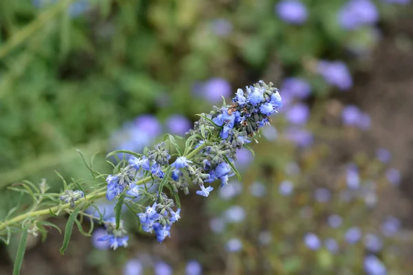 猪笼草蓝花 拉丁文名 Salvia Azurea Var 大型植物群 — 图库照片