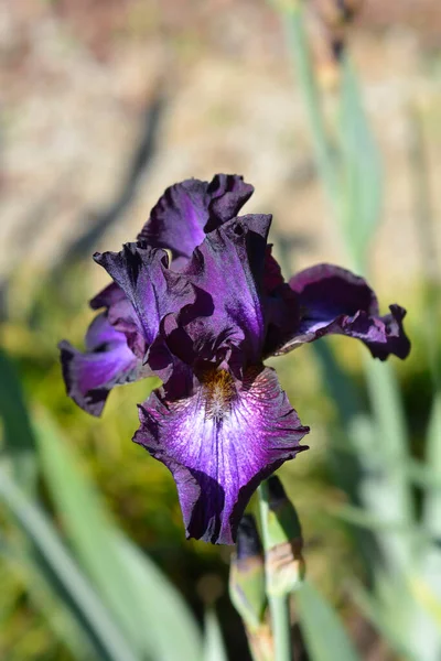 Iris Barbuto Alto Fiore Della Stella Baltica Nome Latino Iris — Foto Stock