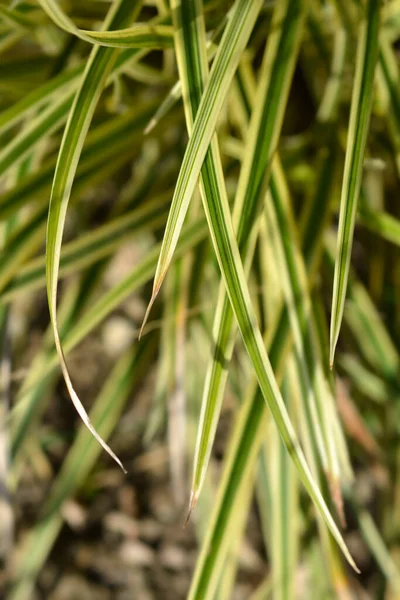 Sedge Vanilla Ice Leaves 拉丁文名称 Carex Morrowii Vanilla Ice — 图库照片