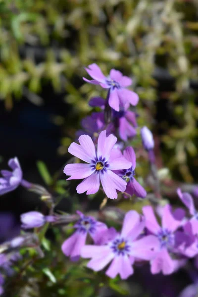 Phlox Rampant Purple Beauty Nom Latin Phlox Subulata Purple Beauty — Photo