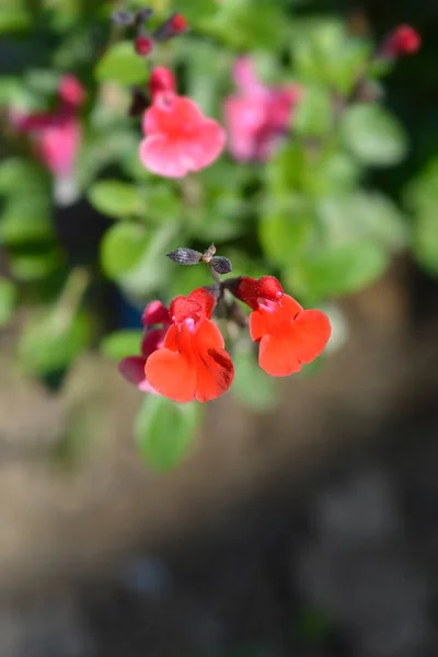 Φασκόμηλο Κόκκινο Λουλούδια Latin Name Salvia Greggii Royal Bumble — Φωτογραφία Αρχείου