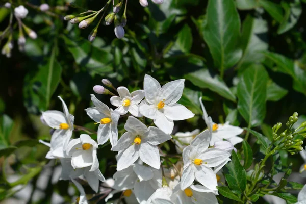 Potato Vine White Flowers Latin Name Solanum Laxum — Photo