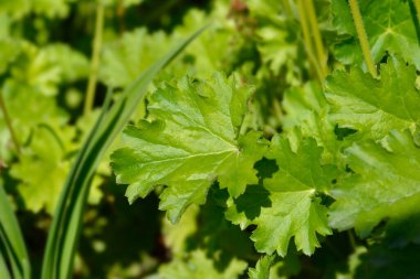 Coral Bells Apple Çıtır yaprakları - Latince adı - Heuchera Apple Çıtır