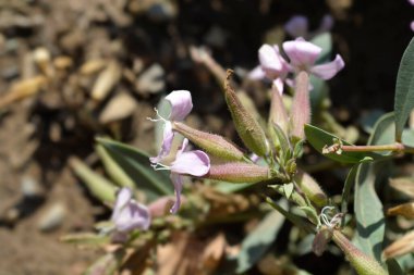 Soapwort Max Frei flowers - Latin name - Saponaria x lempergii Max Frei