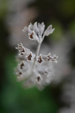 Sarı Alman tohumları - Latince adı Teucrium flavum